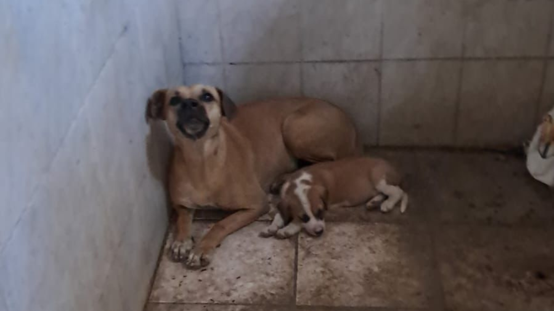 Foto Cadela e seis filhotes são resgatados após imóvel pegar fogo 