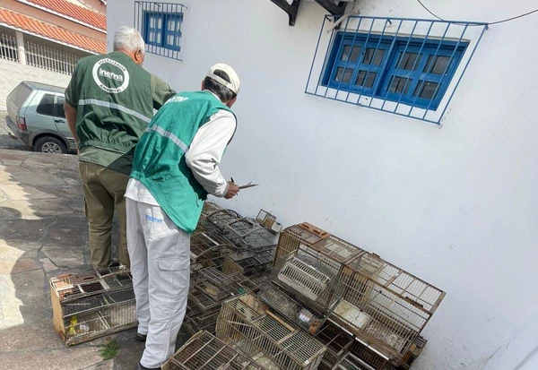 Mais de 8 mil animais silvestres são resgatados na RMS em 2025