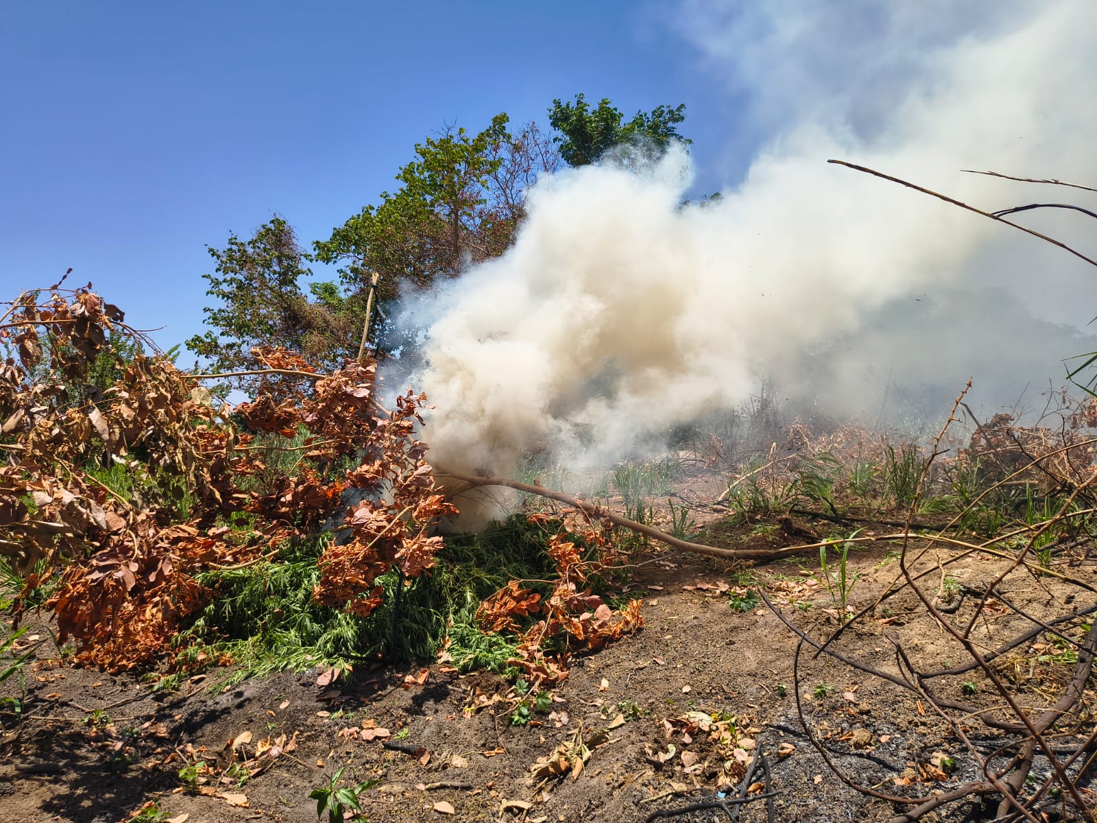 Foto Cerca de 14 mil pés de maconha são erradicados em Curaçá
