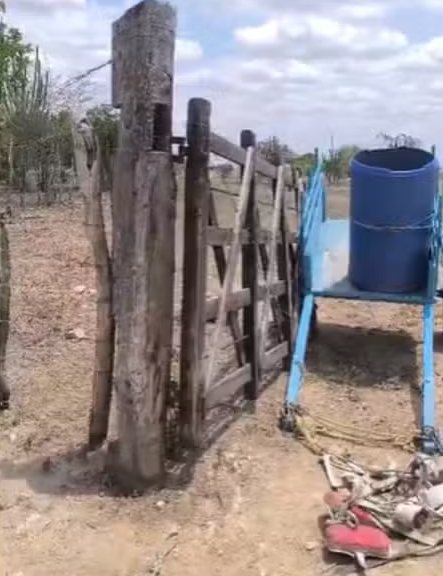 Foto Idoso e outros homens são atacados por abelhas em Riachão do Jacuípe