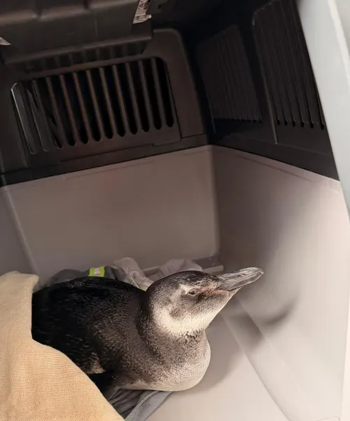 Pinguim resgatado. Foto: Divulga&ccedil;&atilde;o/CODEBA