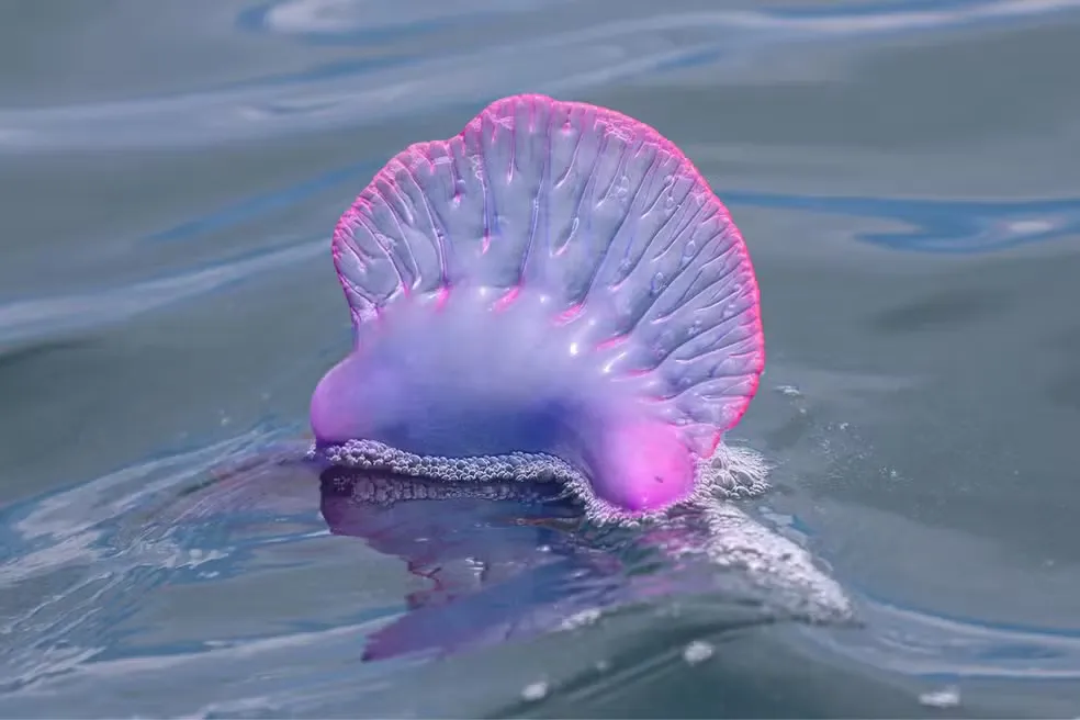 Arquivo pessoal/Rafael Ferreira