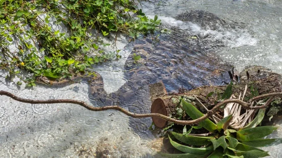 Divulga&ccedil;&atilde;o / Butantan