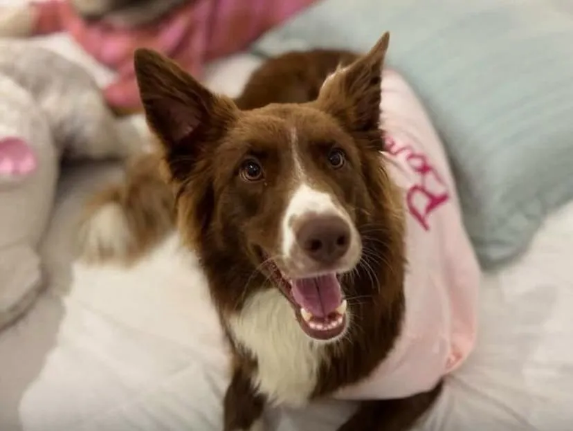 Reprodu&ccedil;&atilde;o/ Instagram @lucasguedez